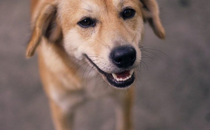 Feira de Adoção de animais acontece neste domingo (21), em Maceió