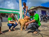 Prefeitura União dos Palmares se destaca nas ações em defesa dos animais domésticos