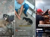 Polícia Civil vai investigar abandono de dezenas de cães que cometeram canibalismo para sobreviver, em Maceió