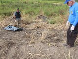 Ossadas humanas são encontradas dentro de canavial em Campestre