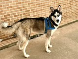 Morte de Husky Siberiano em Maceió acende alerta sobre os riscos dos fogos com estampido