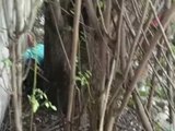 Homem é perseguido e morto a tiros dentro de terreno da Equatorial