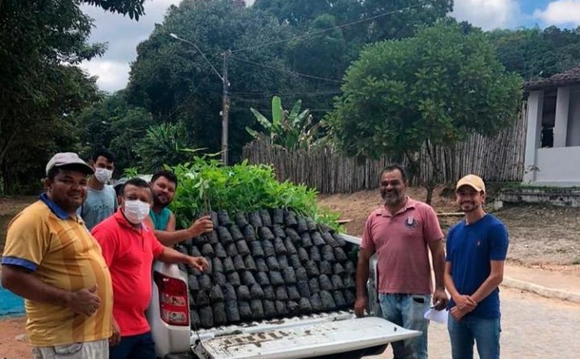 Prefeitura de Ibateguara adquire 1000 árvores nativas do Bioma da Mata Atlântica