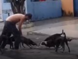 Cães abandonados atacam e matam gato em via pública no bairro Ponta Grossa, em Maceió