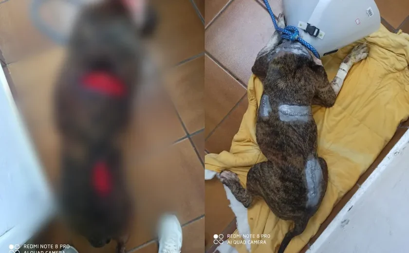 Cachorro é internado após ser atacado com golpes de facão: 'Maldade'