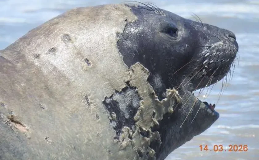 Crueldade em Alagoas: laudo aponta que elefante-marinho Leôncio foi morto com pancada no crânio e teve olho arrancado