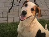 Após caso do cão Orelha, cachorro Abacate morre baleado