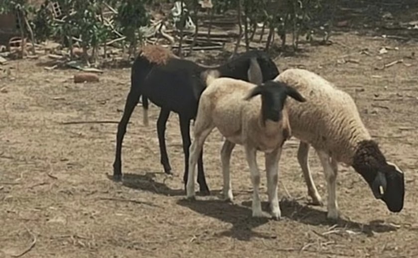 Moradores de Craíbas encontram 20 animais mortos com perfurações no pescoço e sem rastro de sangue