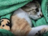 Justiça concede liberdade a mulher suspeita de arremessar gata do 12º andar em Curitiba