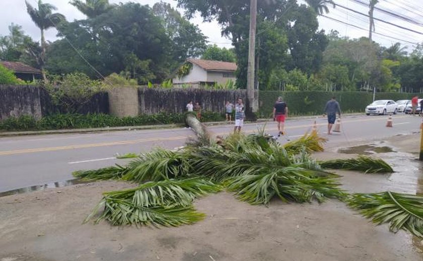 Motociclista morre ao ser atingido por palmeira na parte alta de Maceió