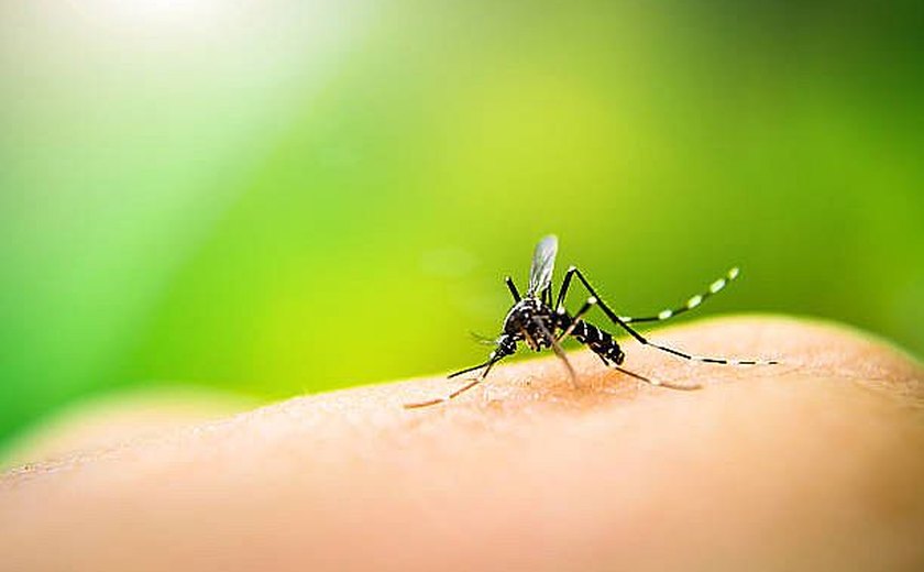 De 5,6 mil casos de dengue notificados neste ano, mais de 3 mil já foram confirmados em Alagoas