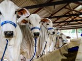 71ª Expoagro/AL começa neste sábado e promete ser maior em negócios