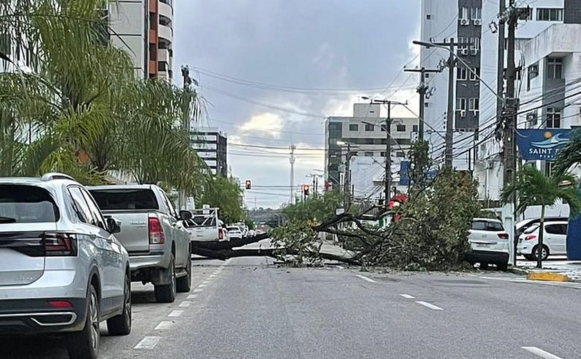 Trecho da antiga Avenida Jatiúca, em Maceió, é bloqueado por queda de árvore