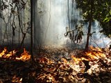 Amazônia tem alta de 286% nos focos de queimadas em fevereiro