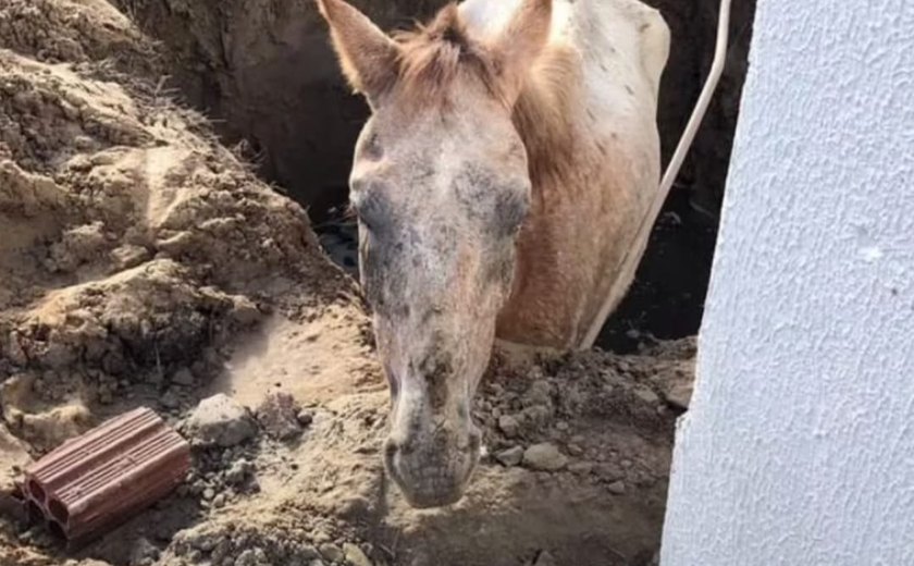 Cavalo em situação de abandono há vários dias é resgatado de vala em União dos Palmares