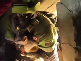 Gatinha é resgatada com vida após 23 dias sob escombros de terremotos na Venezuela