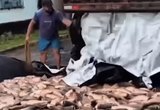 Prefeitura do Maranhão entrega peixe em caçamba de lixo e causa revolta