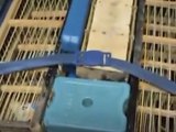 Homem é preso no aeroporto de Alagoas com 42 aves silvestres dentro de mala