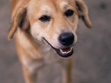 Feira de Adoção de animais acontece neste domingo (21), em Maceió