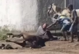 Vídeo mostra homem matando cavalo em Rio Largo; suspeito está foragido