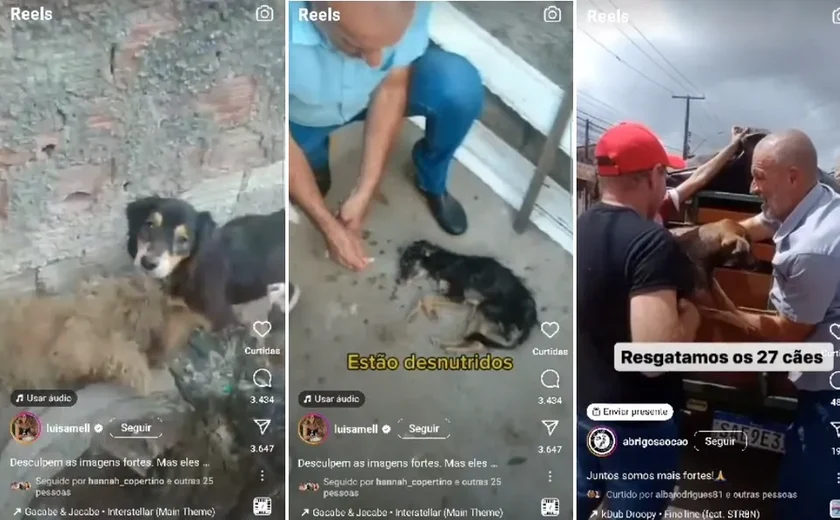 Polícia Civil vai investigar abandono de dezenas de cães que cometeram canibalismo para sobreviver, em Maceió