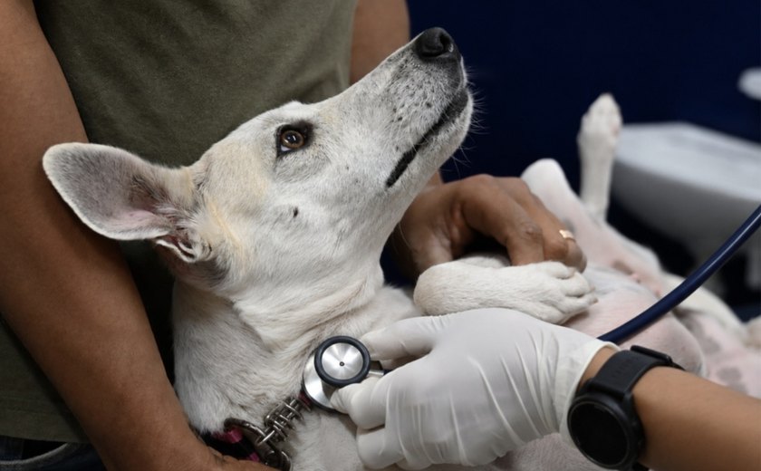 HC Pet completa um mês e já soma mais de 7 mil atendimentos em Maceió