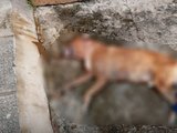 Ataque de Pitbulls resulta em morte de cachorro de rua em Maceió