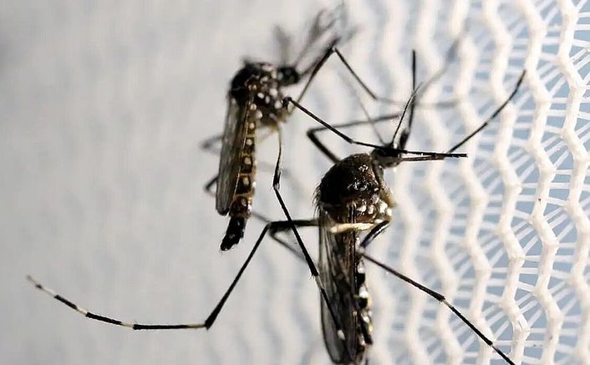 Bebê morre em Murici com suspeita de dengue; mortes com suspeita dobram em AL