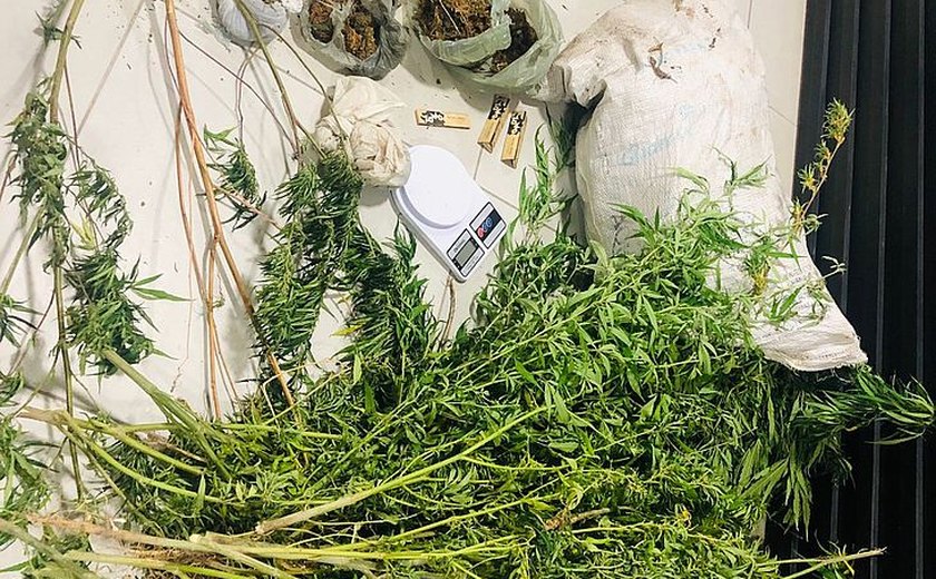 Operação apreende 300 pés de maconha e prende suspeito no interior de AL; dois estão foragidos