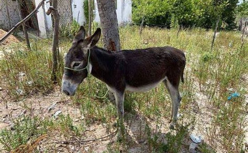 Secretaria de Agricultura de Pariconha-AL resgata sem ferimentos jumenta que foi arrastada por carro