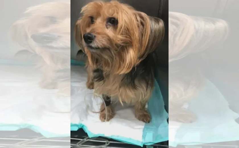 Cachorro é arremessado em acidente e reencontra tutores após 5 dias