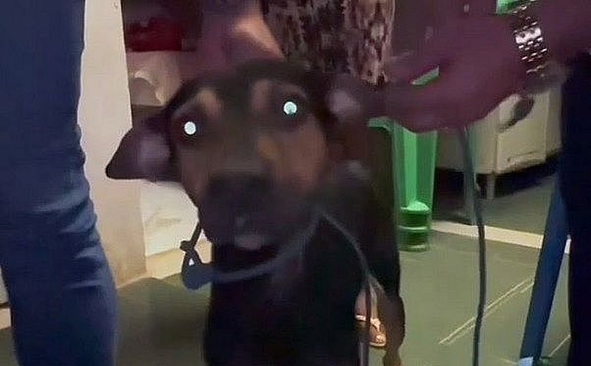 Suspeito de estuprar cachorro em Maceió é denunciado pelo Ministério Público