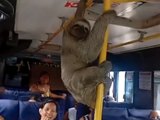 Bicho-preguiça 'pega carona' em ônibus e surpreende passageiros em Maceió