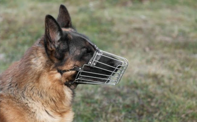 Lei em Maceió torna obrigatório uso de focinheira para cães de grande porte