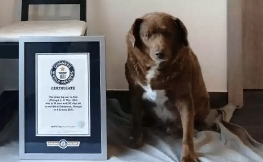 Cachorro mais velho do mundo comemora aniversário de 31 anos com festança