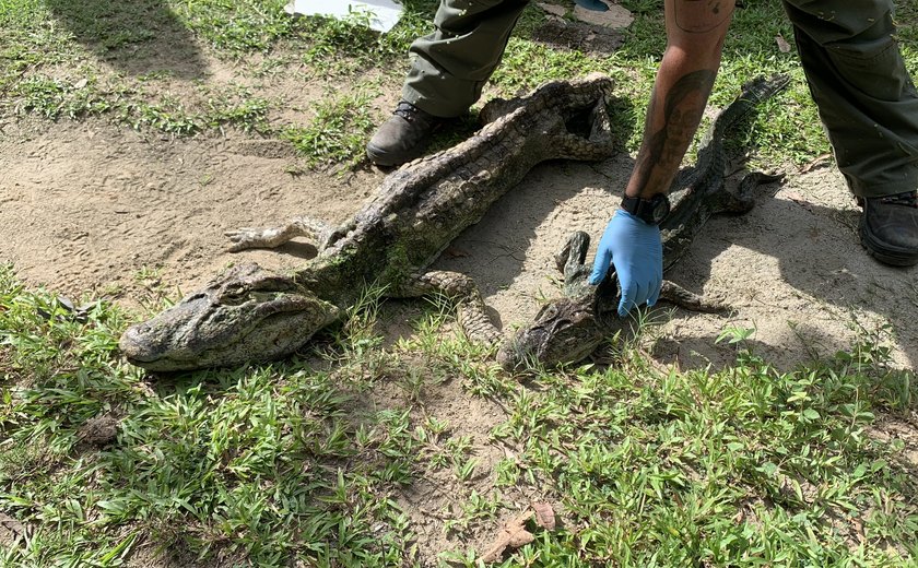 Jacarés vítimas de maus-tratos são resgatados em estado de desnutrição em Fernão Velho