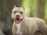 Pitbull tem surto, ataca duas mulheres e é encontrado morto em Maceió