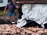 Prefeitura do Maranhão entrega peixe em caçamba de lixo e causa revolta