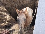 Cavalo em situação de abandono há vários dias é resgatado de vala em União dos Palmares