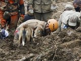 Bombeiros e cães farejadores de Alagoas vão reforçar resgate de vítimas em Petrópolis