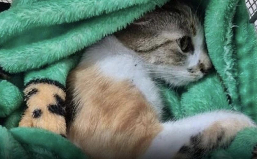 Justiça concede liberdade a mulher suspeita de arremessar gata do 12º andar em Curitiba