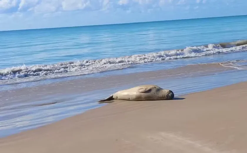 Deputado Leonam aciona a Polícia Federal e cobra punição rigorosa pela morte de elefante-marinho em Alagoas