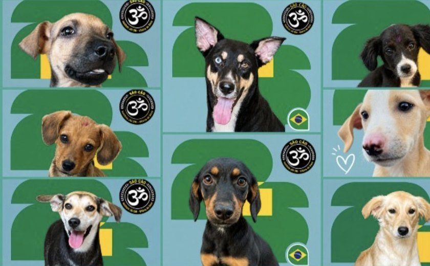 Álbum de figurinhas com cães resgatados incentiva adoções em Maceió