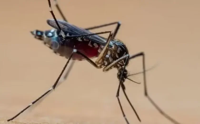 Mulher de 45 anos é a segunda vítima da dengue em Alagoas em 2024