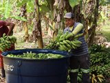 O dia a dia dos produtores de banana do Vale da Pelada em União dos Palmares