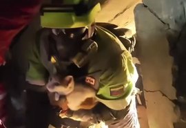 Gatinha é resgatada com vida após 23 dias sob escombros de terremotos na Venezuela