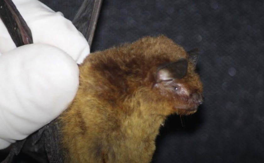 Descoberta de duas novas espécies de morcegos no Ceará