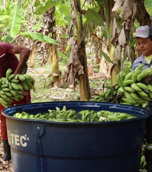 O dia a dia dos produtores de banana do Vale da Pelada em União dos Palmares