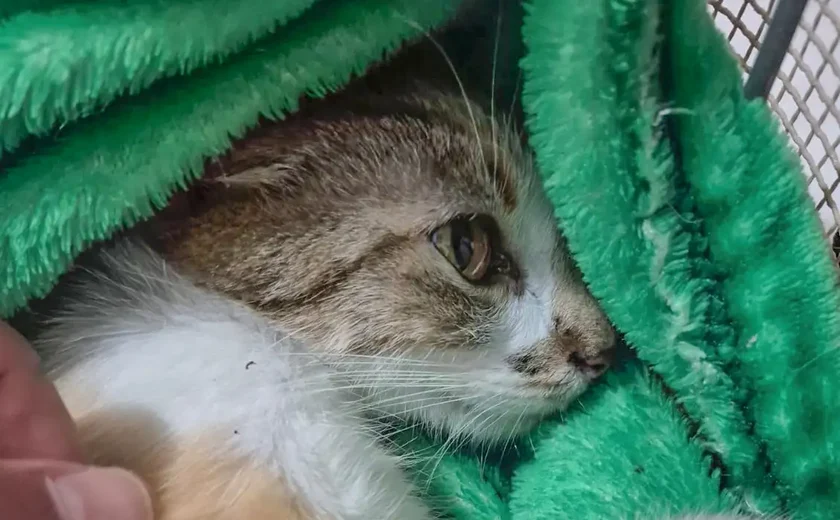 Mulher é presa após arremessar gata do 12º andar de prédio em Curitiba