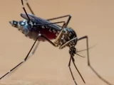Mulher de 45 anos é a segunda vítima da dengue em Alagoas em 2024